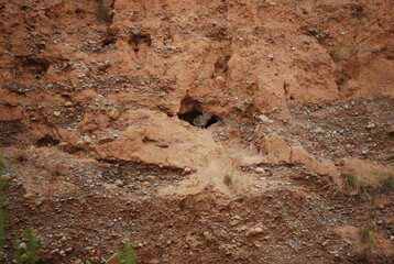 Wild Rabbit at Entrance of Burrow in Canyon Wall