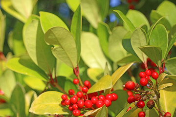 Skimmia Japonica bush with red berries	