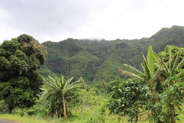 Fototapeta na wymiar Jungle et montagne à Raiatea, Polynésie française 