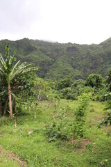 Fototapeta na wymiar Jungle et montagne à Raiatea, Polynésie française 