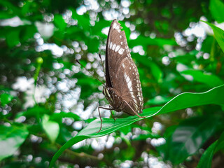 Plakat butterfly on leaf