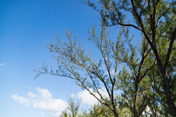 Branches of pine trees with the sky in the background