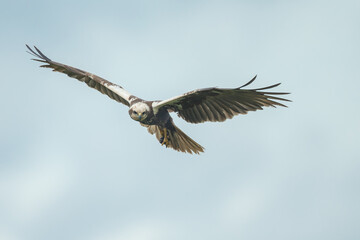The western marsh harrier (Circus aeruginosus) in flight during mating season