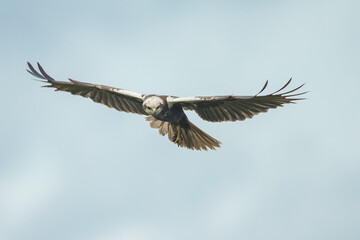 The western marsh harrier (Circus aeruginosus) in flight during mating season