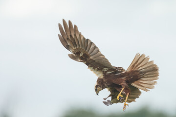 The western marsh harrier (Circus aeruginosus) in flight during mating season