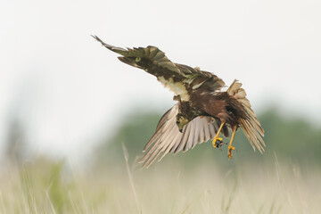 The western marsh harrier (Circus aeruginosus) in flight during mating season