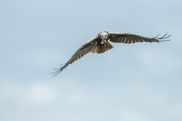 The western marsh harrier (Circus aeruginosus) in flight during mating season