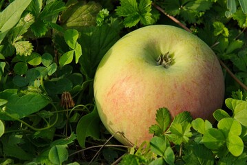 Green apples on the fresh grass.