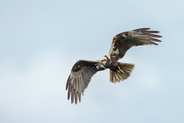 The western marsh harrier (Circus aeruginosus) in flight during mating season