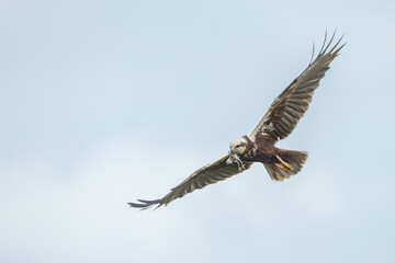 The western marsh harrier (Circus aeruginosus) in flight during mating season