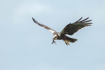 The western marsh harrier (Circus aeruginosus) in flight during mating season