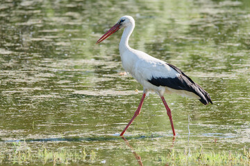 The stork walks on the water. Stork is looking for food in the pond.