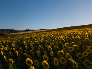 campi di girasole al tramonto sulle colline di Pesaro Marche Italia