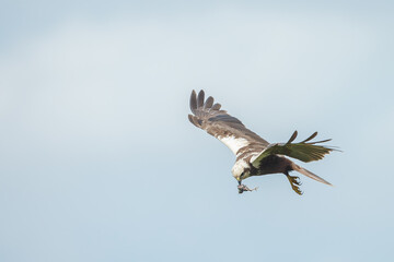 The western marsh harrier (Circus aeruginosus) in flight during mating season