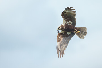 The western marsh harrier (Circus aeruginosus) in flight during mating season