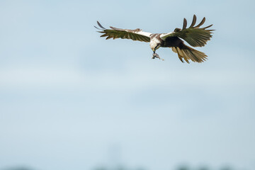 The western marsh harrier (Circus aeruginosus) in flight during mating season