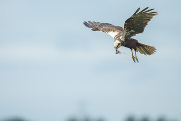 The western marsh harrier (Circus aeruginosus) in flight during mating season