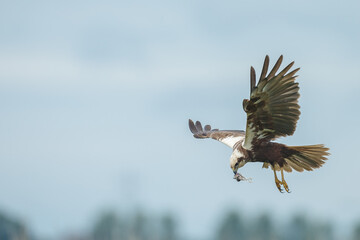 The western marsh harrier (Circus aeruginosus) in flight during mating season