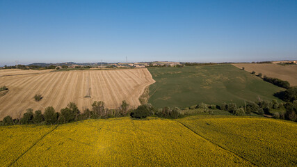 campi di grano e girasole sulle colline di Pesaro Marche Italia