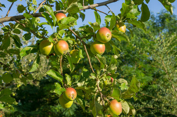A large number of apples, a good harvest of apples on a tree branch.