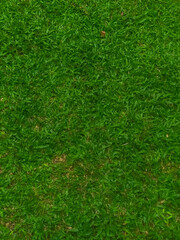 Top view of beautiful green grass texture