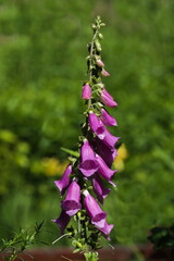 Obraz premium Blooming pink flowers on with green leaves on a green background 