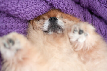 A small orange Pomeranian lies on its back on a knitted pillow and sleeps, its small nose is visible selective focus