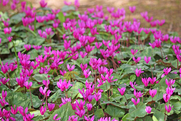 Cyclamen flowers growing wild