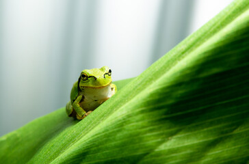ニホンアマガエル