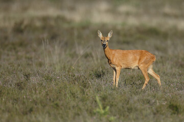 Roe deer in a field white buckwheat