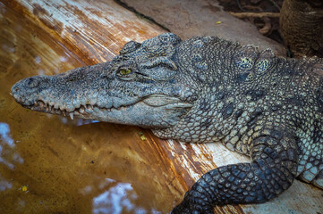 alligator in the zoo