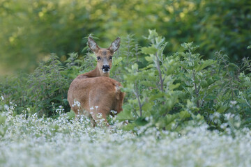 Roe deer in a field white buckwheat