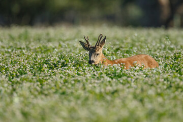 Roe deer in a field white buckwheat