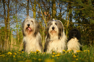 Portrait of bearded collies and puppy of poodle in pink leaves of flower. So patient models and lovely dog.