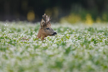 Roe deer in a field white buckwheat