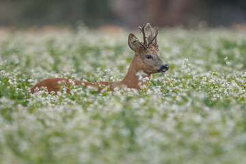 Roe deer in a field white buckwheat