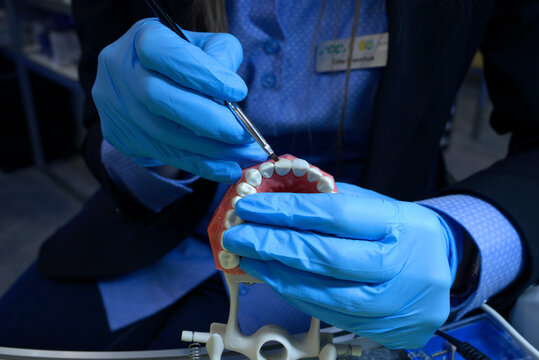 Woman hands in blue gloves holding dental brush above the typodont, plastic moulage of human jaws and teeth, showing way of dental treatment