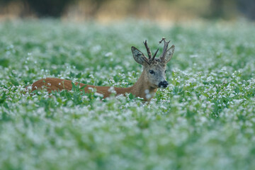 Roe deer in a field white buckwheat