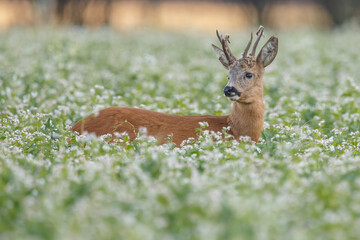 Roe deer in a field white buckwheat