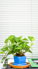 Golden pothos or Epipremnum aureum in bright-colored clay pots placed in the window on the office table.And copy space.