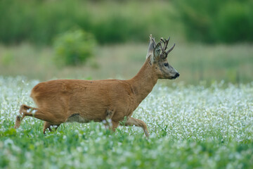 Roe deer in a field white buckwheat