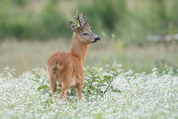 Roe deer in a field white buckwheat