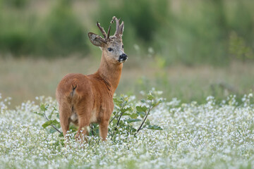 Roe deer in a field white buckwheat