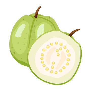 Fresh Guava fruit and guava slice on white background. Vector illustration flat cartoon design.