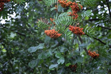 Orange berry&rsquo;s