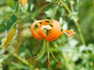 (Lilium Henryi) Macro sur Fleur de lis de Henry suspendu, tépales recourbés, orange, ponctués de traits sombres, longue étamines aux anthères rouge sombre © Marc