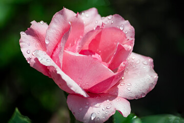 beautiful blooming summer flowers and plants