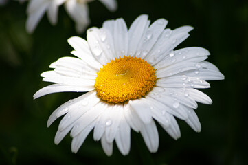 Obraz premium beautiful blooming summer flowers and plants