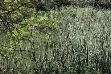 Fototapeta premium El Pardo, Rio Manzanares