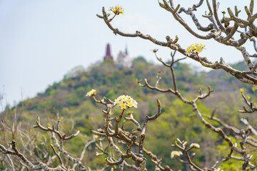 A white plumeria bush is blooming on a branch near an ancient mountain pagoda in Thailand.